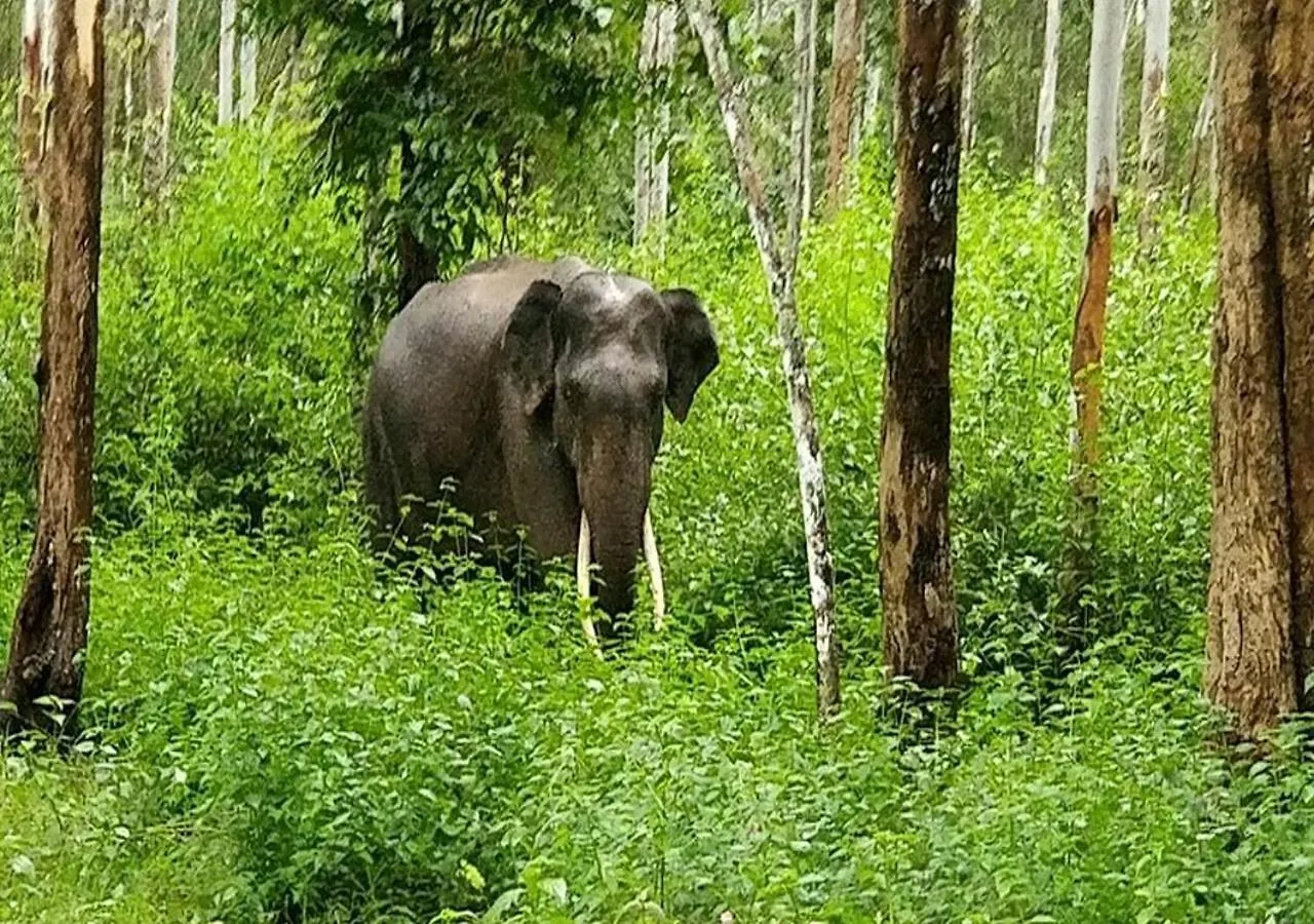 Chegāt Kuruva Castle Cottages - Experience Nature & Wildlife